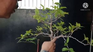 PAGBALIK SA NAWALANG SHAPE NG BONSAI (RED BALETE/RED FICUS/FICUS CONCINNA)