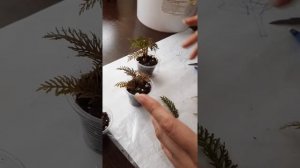 Бегония.Размножение.Bipinnotifida