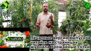 НЕКОТОРЫЕ ЛЮБЯТ... ПОВКУСНЕЕ! Томат ВКУСНЫЙ ПРИЗ: прошу любить и жаловать. Все о сорте томата.