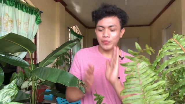 MGA HALAMAN NA MABILIS TUMUBO AT MAPARAMI | PLANTS GROWING INDOOR PLANTS/ Houseplants
