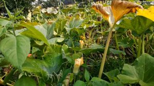 Заморозки побили лозу тыквы у нас на участке. Осмотр плода тыквы. Ужас. Огород