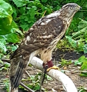 Быки пируют