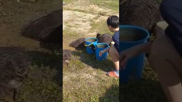 Благовещенская семья разводит страусов