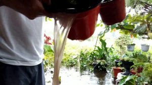 GARDEN TOUR AFTER HEAVY RAINS/ PHILIPPINES' GARDENSIDE BY JOE PLANTITO