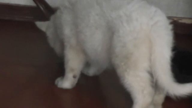 БШО девочка Вива Ла Дива из Царства Сварога смотреть онлайн