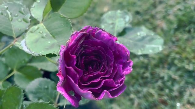 Minerva Rose Spring 2023 Deep dark purple смотреть онлайн