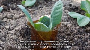 Посадка капусты в открытый грунт под бутылки