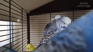 budgie sounds for your birds