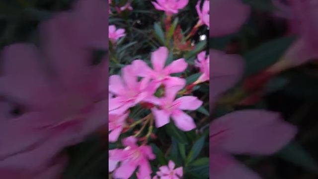 הרדוף הנחלים ורוד פורח Nerium oleander