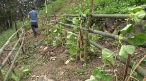 Robert takes care of cantaloupe and sells pigs. Robert | Green forest life (ep302)