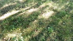 Грибная разведка середина августа Белово