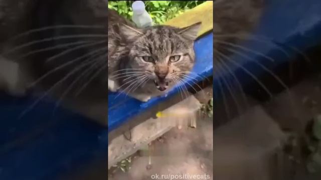 Котик, который говорит букву "Р"