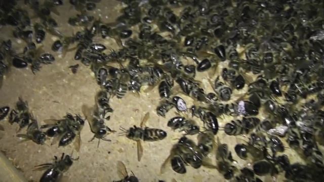 зимовка на подсолнечниковом мёде смотреть онлайн