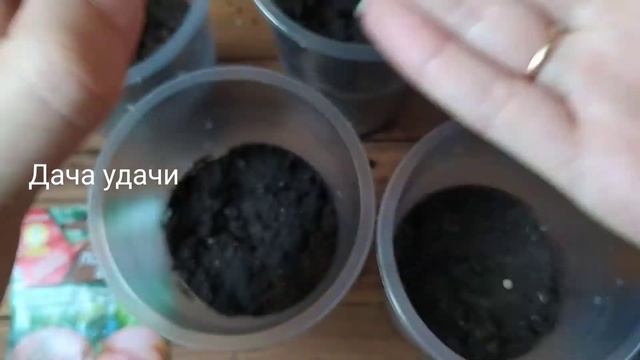 100% всхожесть семян томатов без стимуляторов!!! Даже на холодном подоконнике! Дача удачи смотреть онлайн
