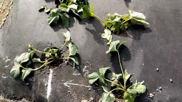 Посадка клубники на агроволокне, разметка отверстий и междурядья. смотреть онлайн