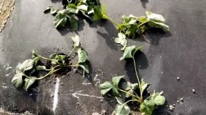 Посадка клубники на агроволокне, разметка отверстий и междурядья.