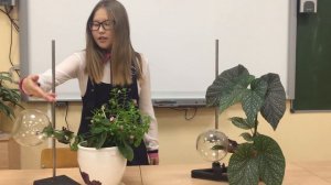 Транспирация растений. Опыт.