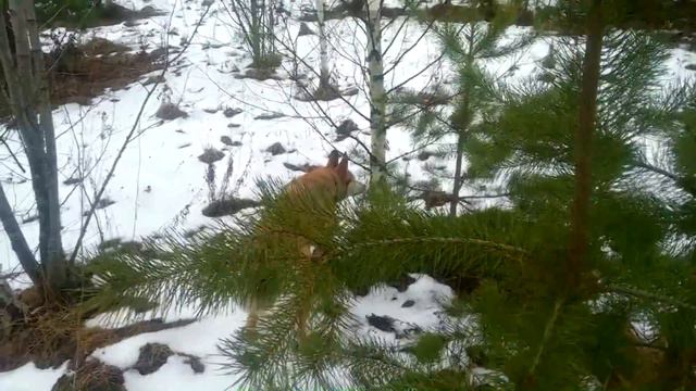 Три дня в деревне.Охота. смотреть онлайн