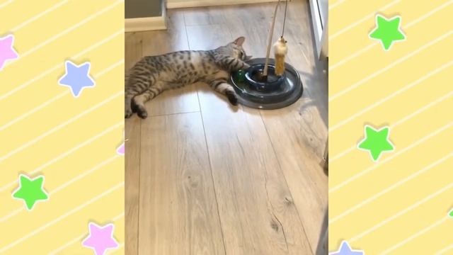 Очень смешные котики, самые милые котята, красивые кошки. Видео для хорошего настроения!