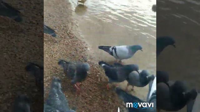 Голодные голуби смотреть онлайн