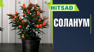 ПАСЛЕН КОМНАТНЫЙ ✔️ Соланум: советы по уходу в домашних условиях