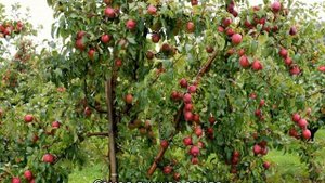 Яблоня Флорина