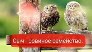 5 фактов о сычах