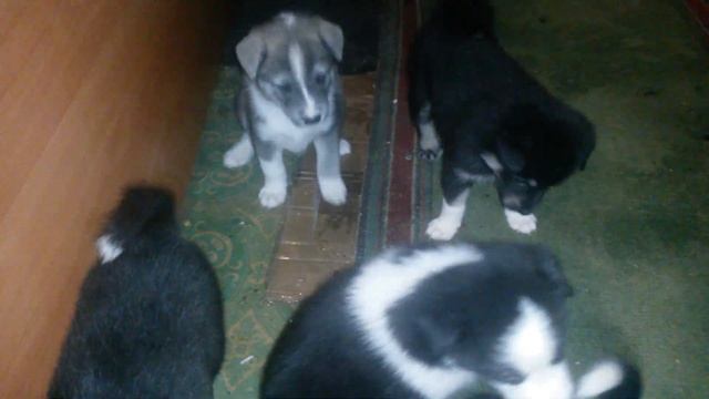 Щенки Лайки 1месяц.
