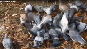 кто такое птицы 1 класс окр мир