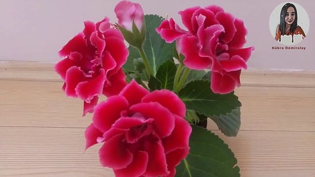 GLOKSİNYA - BARDAK MENEKŞESİ BAKIMI смотреть онлайн