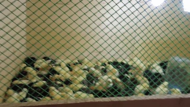 Трехэтажный брудер для цыплят (готовый) смотреть онлайн