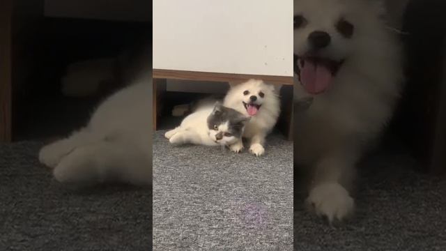 Pomeranian puppy loves the kitten Munchkin very much | short | MR DOG CAT