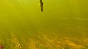 Volga River. Spearfishing on the Volga. Подводная охота на Волге