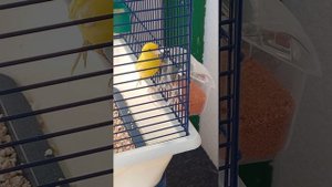 # канарейка_окрашивание( часть2)