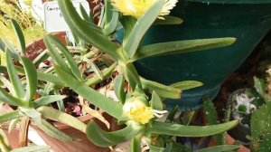 My Carpobrotus eduli succulent blooming with yellow flowers.