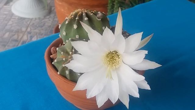 Цветёт Эхинопсис?Echinopsis blooming.