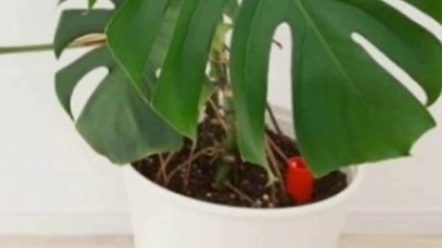 Пересадка Монстеры. Сроки пересадки и горшок для монстеры. смотреть онлайн