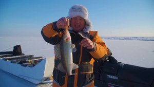 ШОК! ЭТОТ ВИБ КОСИТ ВСЕГО СУДАКА ПОД ЛУНКОЙ! Зимний судак на вибы!