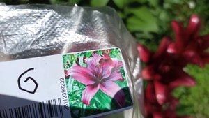 Лилии ЛА-ГИБРИДЫ: Кент и Дименшн.