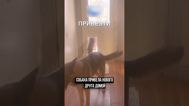 Новый друг 😂 #истории #история #новости #новость #добрыеновости