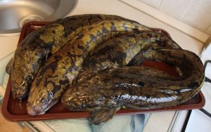 РЕЦЕПТ КАК РАЗДЕЛАТЬ И ПРИГОТОВИТЬ НАЛИМА .mp4