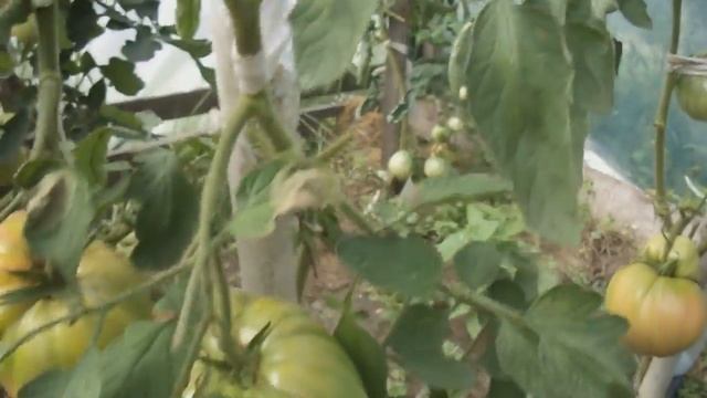 томат бабушкин секрет смотреть онлайн