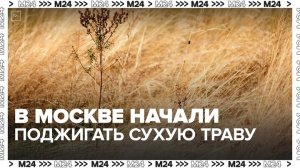 В Москве и Подмосковье начали поджигать сухую траву - Москва 24