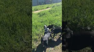 Франзуцзский бульдог VS Бультерьер\Funny And Cute French bulldog