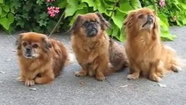 My lovely Jara, Java, Jade смотреть онлайн