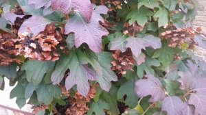 Гортензия дуболистная Бургунди - меняет цвет / Hydrangea oak-leaved Burgundy - changes color