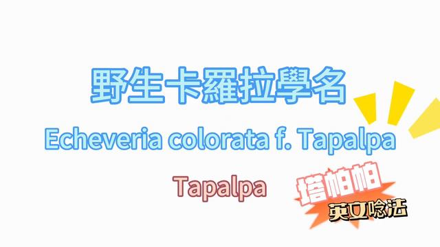 什麼？！原來我買到同一個品種｜同品種不同名稱的多肉植物|瘋狂預購韓國進口多肉之後的小小心得 смотреть онлайн