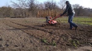 23#Фрезеруем горчицу назиму  Мотоблок больше не зарывается  02 11 2019