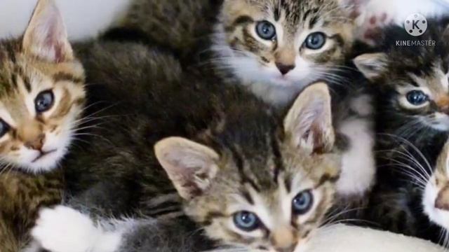 В сарае жило 60 больных котят... Славу богу волонтеры заметили одного кроху... смотреть онлайн