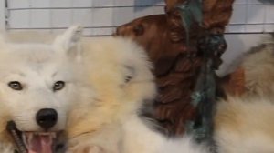 ?Чучело фото! Изготовление чучел животных! Купить чучело животных!Волк шкура и чучела животных!